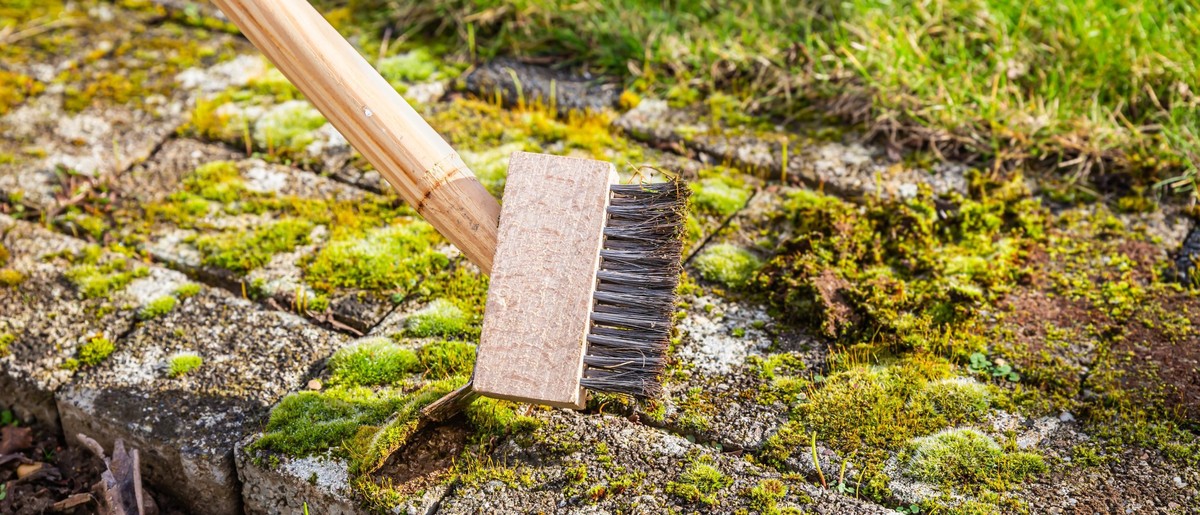 Backpulver auf der Terrasse – das Geheimnis gegen Moosbefall ohne Gift - image 1