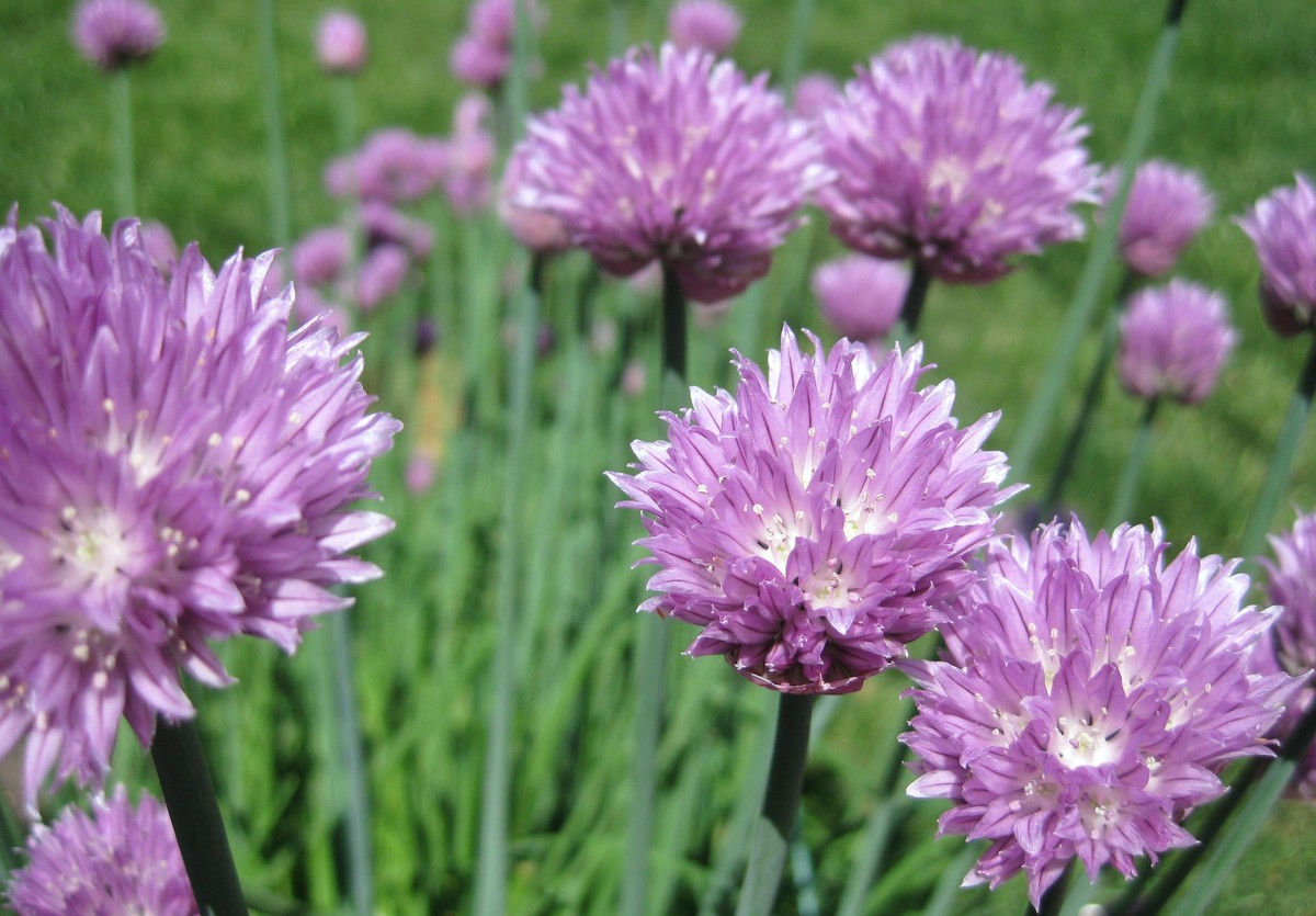 Essig im Blumenwasser – warum Floristen diesen Trick seit Generationen kennen