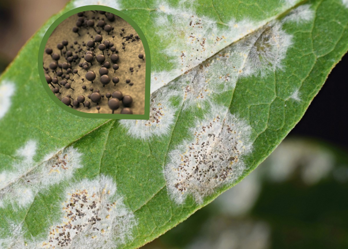 Gärtner gestehen: Diese Pflanze tötet den Mehltau ab, bevor er kommt - image 1