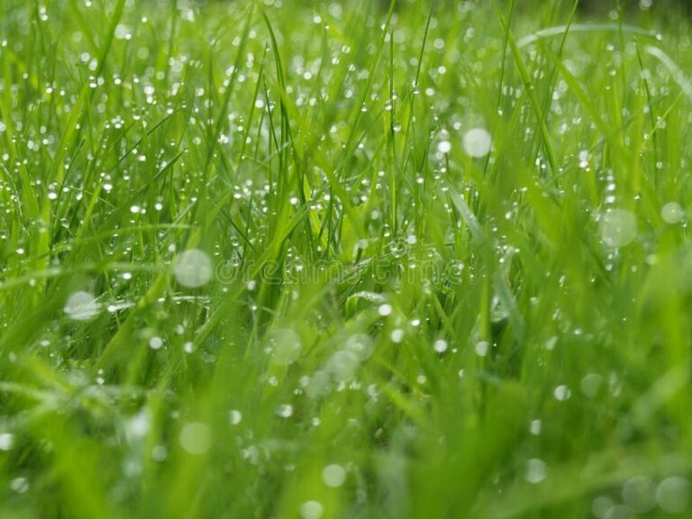 Gärtner verraten: Warum Sie Unkraut am Morgen zupfen sollten