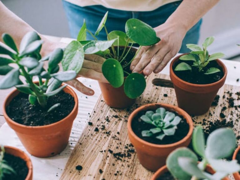 Kaffeefilter als Feuchtigkeitskiller: Das unterschätzte Wundermittel für Zimmerpflanzen