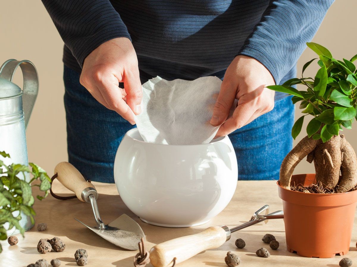 Kaffeefilter als Feuchtigkeitskiller: Das unterschätzte Wundermittel für Zimmerpflanzen - image 2