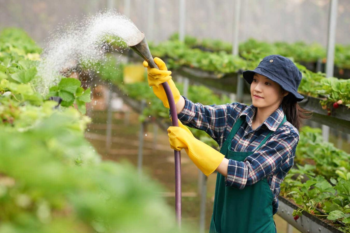 Kaffeefilter statt Staubuch? Warum Gärtner diesen Trick lieben - image 1