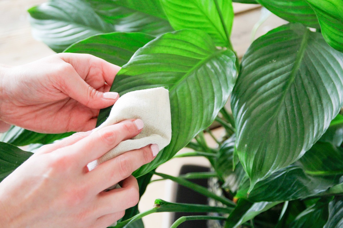 Kaffeefilter statt Staubuch? Warum Gärtner diesen Trick lieben - image 2