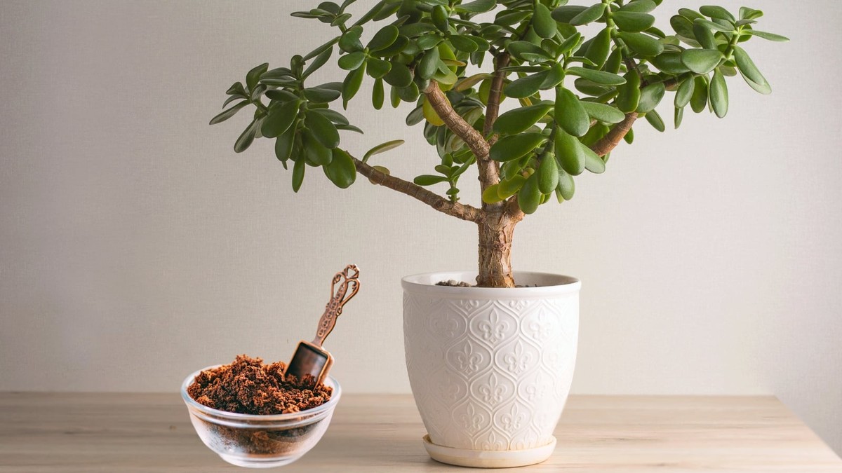 Kaffeesatz im Blumentopf: Warum Gärtner das nie wegwerfen - image 1