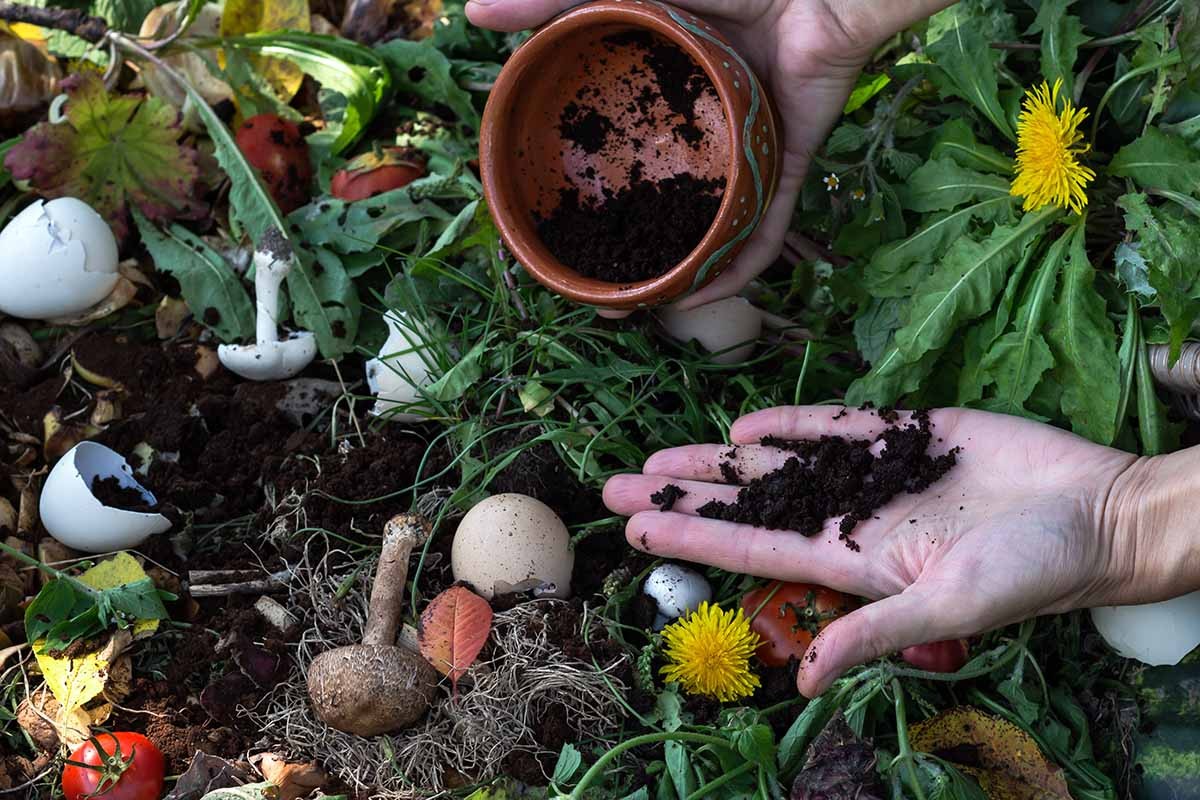 Kaffeesatz im Garten: Warum Profigärtner ihn nie wegwerfen - image 2