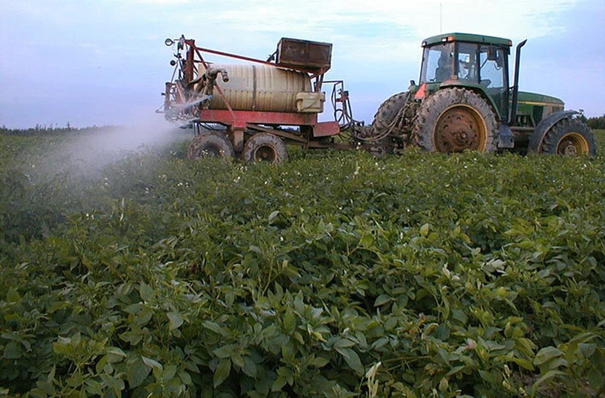 Kartoffelschalen als Dünger – warum Gärtner sie nie wegwerfen - image 2
