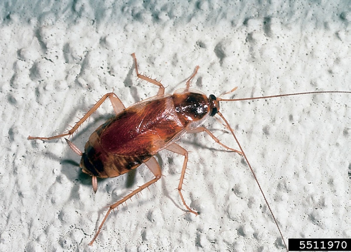 Lorbeerblatt ins Mehl – das 120 Jahre alte Geheimnis gegen Vorratsschädlinge - image 1