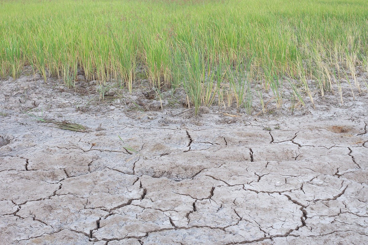 Salz in die Blumenerde gestreut – der wenig bekannte Grund der Profis - image 1