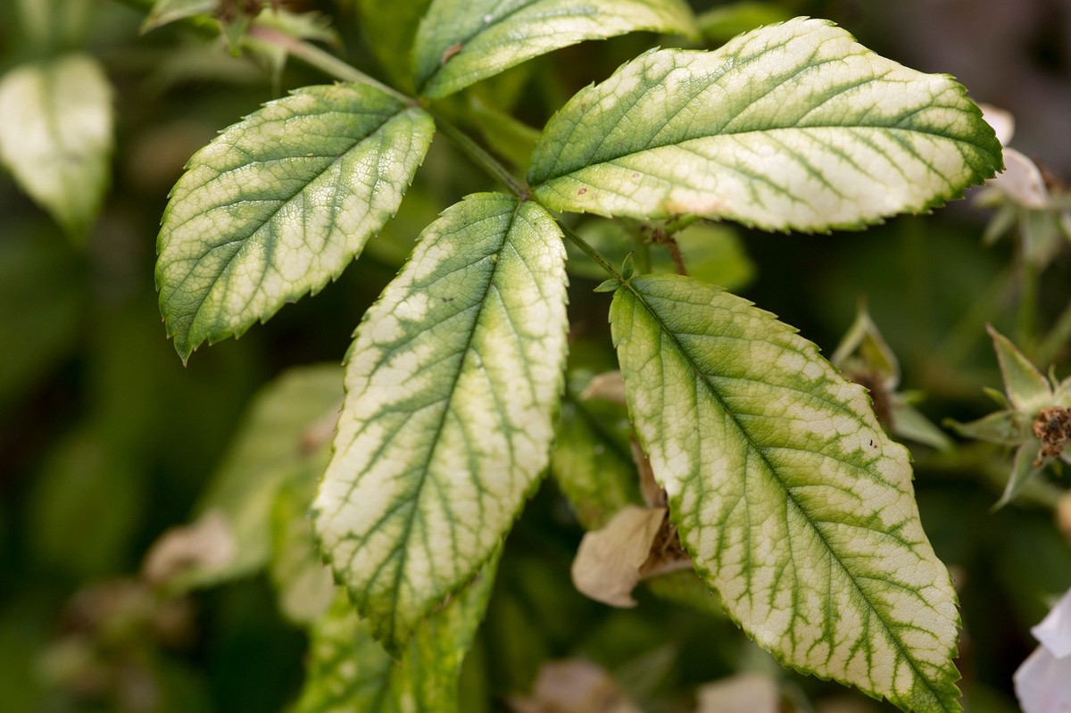Salz in die Blumenerde gestreut – der wenig bekannte Grund der Profis - image 2