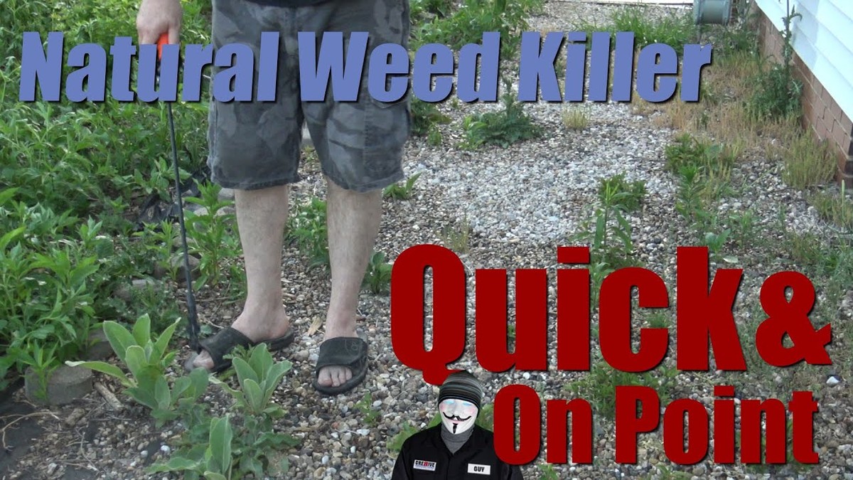 Salzwasser auf dem Balkon: Warum Gärtner damit Unkraut dauerhaft vernichten - image 2