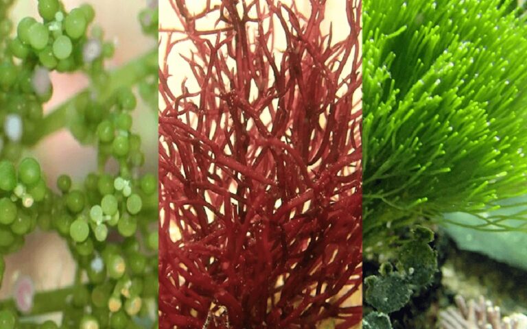 Salzwasser für Ihre Pflanzen? Warum Gärtner das gezielt einsetzen