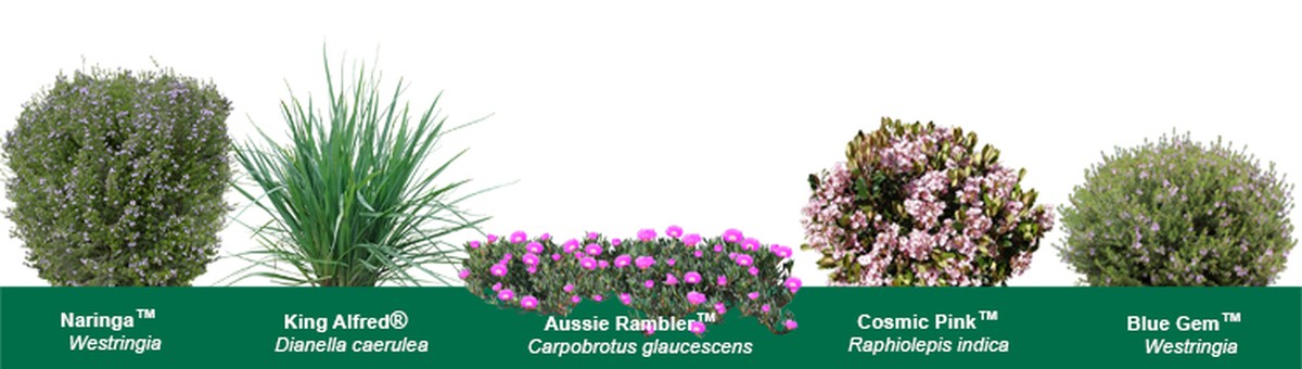 Salzwasser für Ihre Pflanzen? Warum Gärtner das gezielt einsetzen - image 2