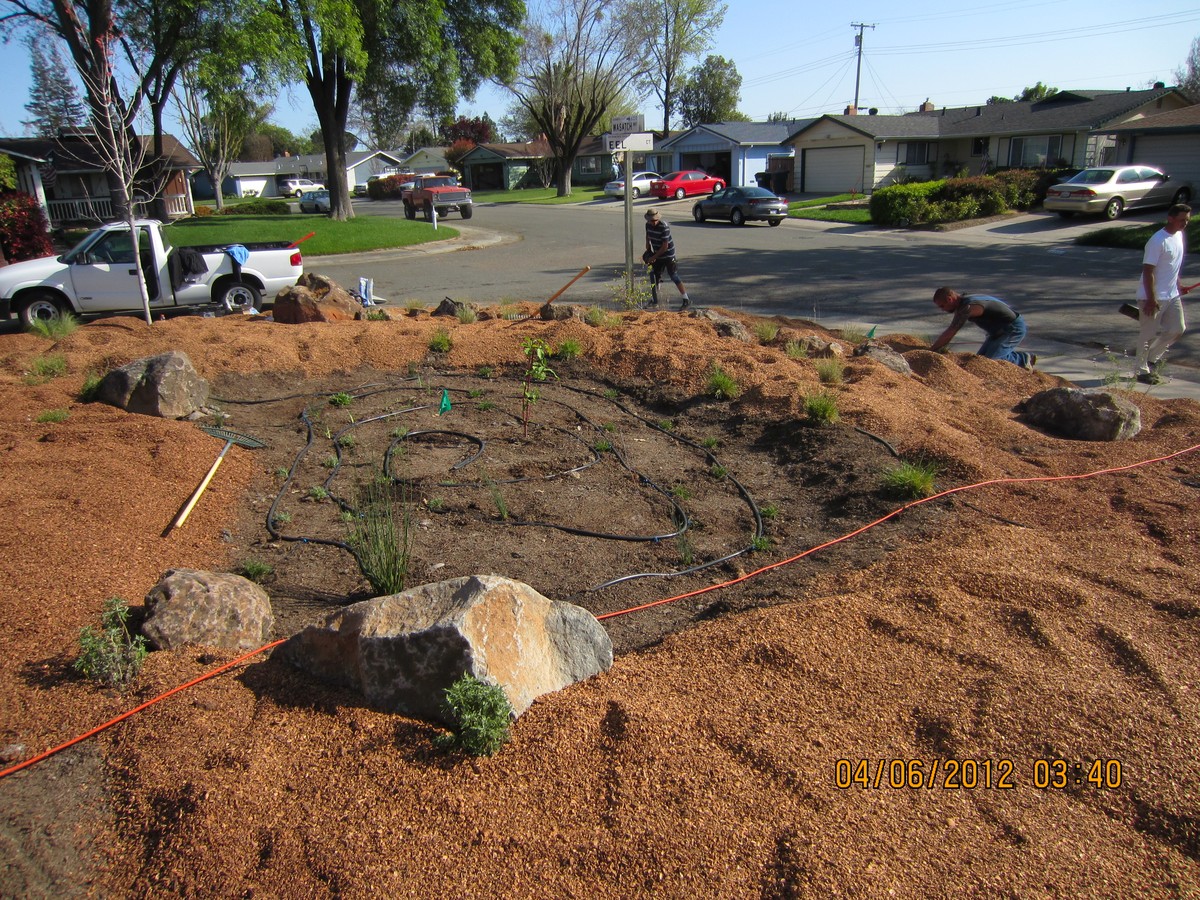 Walnussschalen im Garten eingraben: Warum Insekten das hassen - image 1
