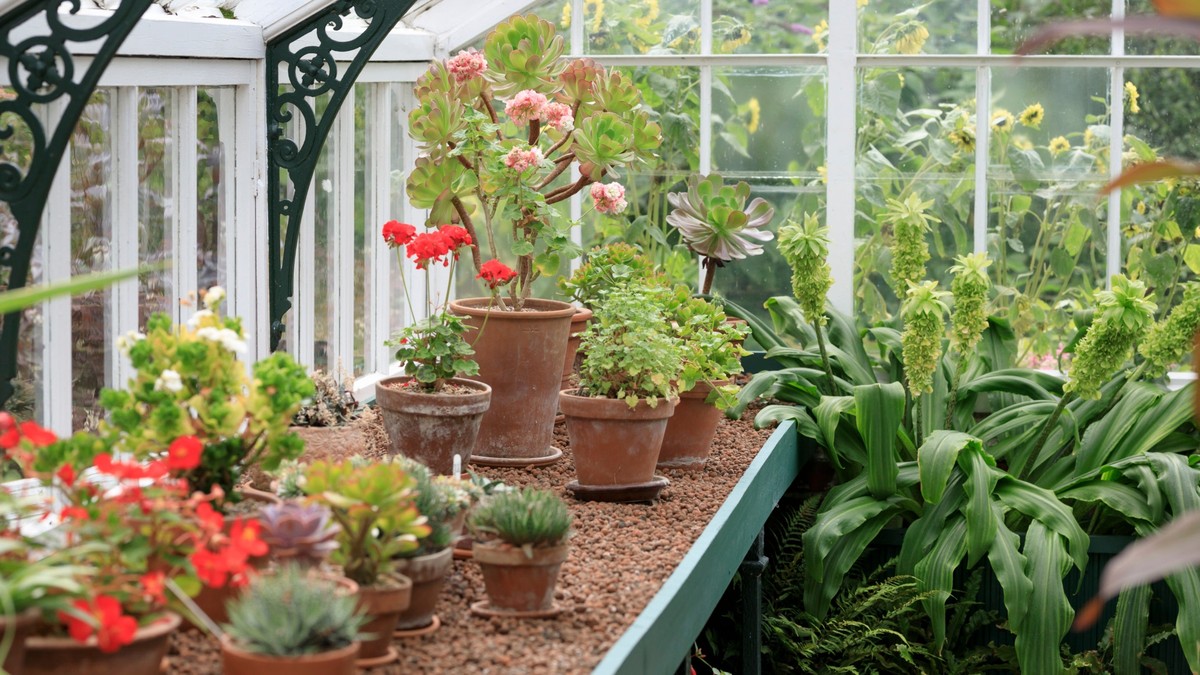 Was Gärtner niemals im Frühjahr mit alten Pflanzen tun – ein fataler Fehler