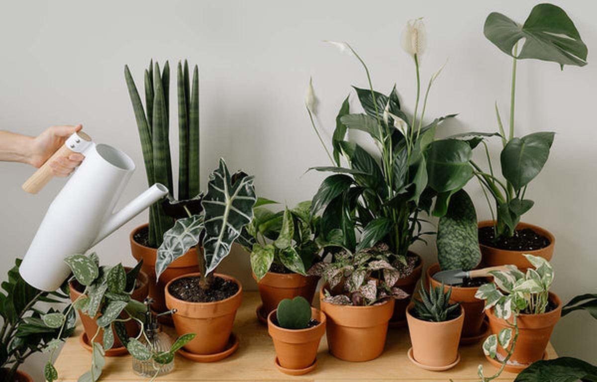 Was Gärtner niemals im Frühjahr mit alten Pflanzen tun – ein fataler Fehler - image 1