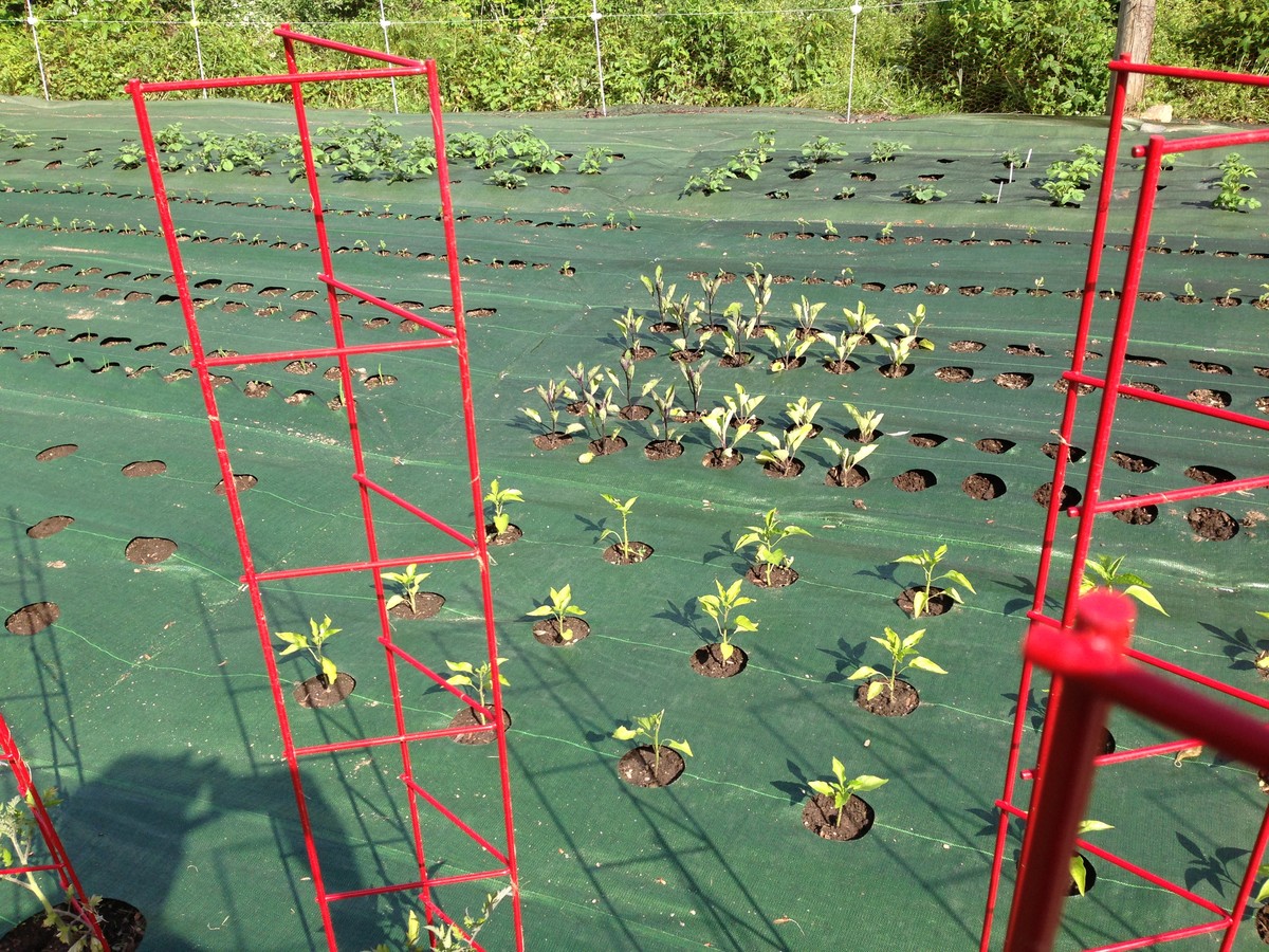 Zeitungspapier als Unkrautvernichter – so sparen Sie 40 Euro pro Saison - image 1