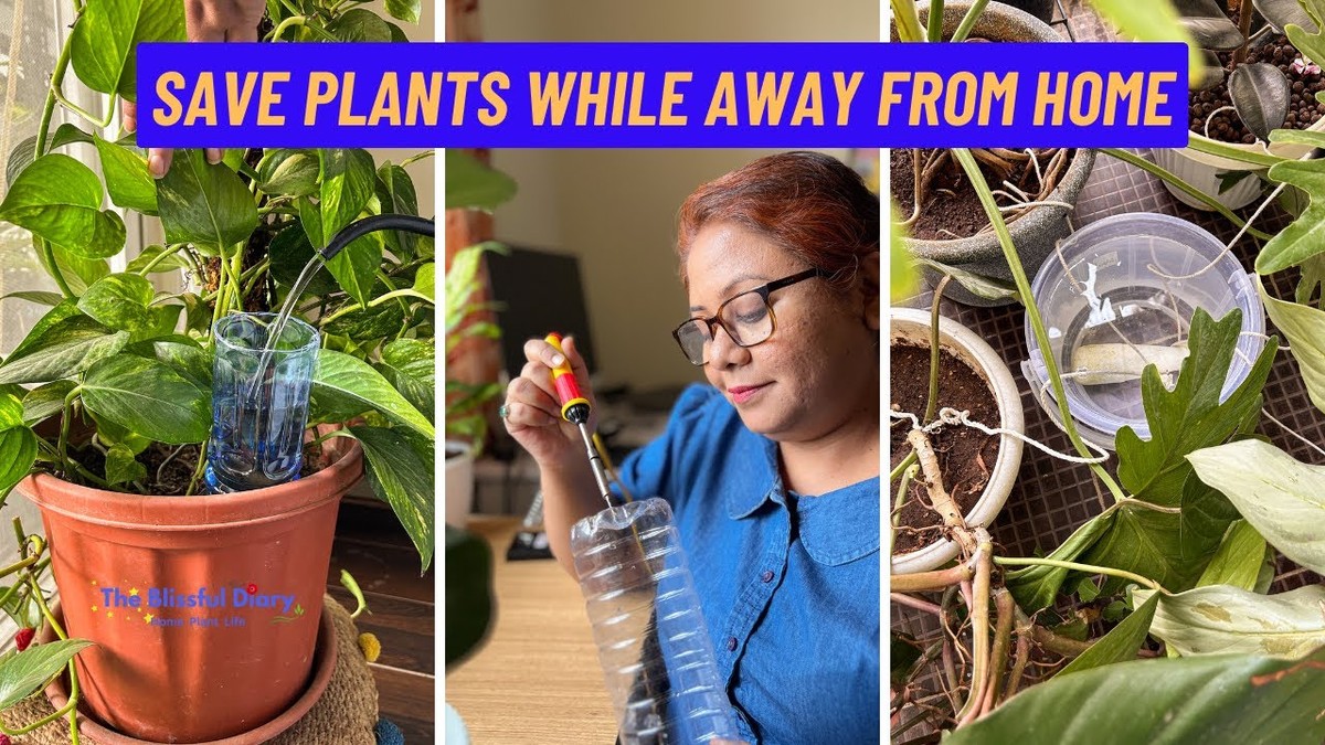 Zeitung unterm Blumentopf spart 40% Gießwasser - image 2